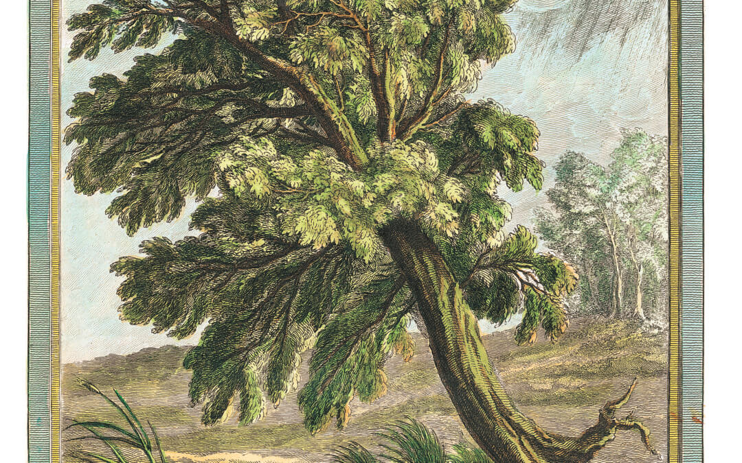 Le chêne et le roseau, Jean de La Fontaine